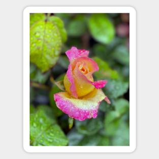 Multicolored Rose in Spring Rain Magnet